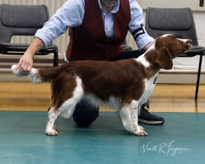  Graduate Dog